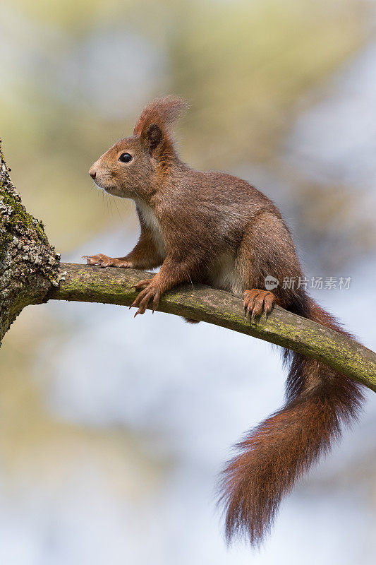 欧亚红松鼠(Sciurus vulgaris)